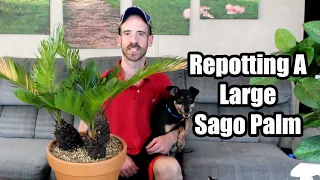 Repotting and Care for a Large Sago Palm