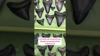 Megalodon Shark tooth Reveal!!🦈🦷 #shorts