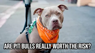 Are Pit Bulls really worth the risk?