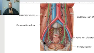 Anatomy of male genital system in Arabic 2023 (Testis, part 2 ), by Dr. Wahdan