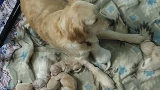 The puppies are 5 days old!