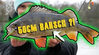 Ist das der 50cm Barsch?! Dicker Fisch mit Livebiss!