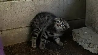 Scared feral kitten trusts a human for the first time