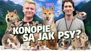 DLACZEGO KONOPIE SĄ JAK PSY? | MACIEJ KOWALSKI