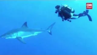 Swimming with the sharks