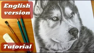 How to draw a dog | How to draw fur | Siberian Husky