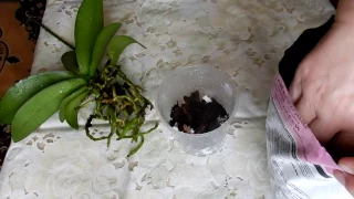 Пересадка орхидеи после цветения