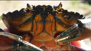 European Green Crab Webinar