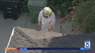 Bee swarm injures 2 people in Encino, prompts road closures