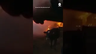 Police officer rescues cows from burning barn | ABC News