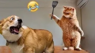 New cat's  funny video 2023-2024/Kittens funny video/subscribe🔔