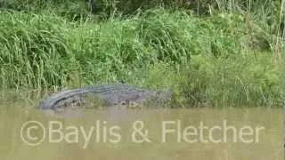 Saltwater crocodile, Malaysia. 20120502_101634.mp4
