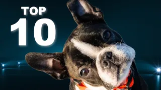 Fun Facts About Boston Terriers