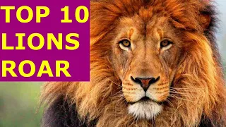 Top 10 Lions Roaring - Spectacular Lion Roaring VIDEO and song - Lions Roaring