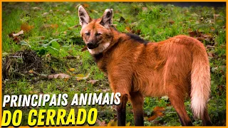 20 ANIMAIS DO CERRADO BRASILEIRO MAIS INCRIVEIS QUE VÃO TE SUPREENDER