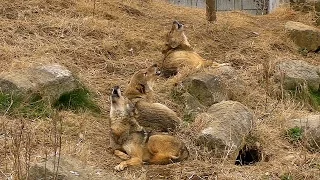 寝ながら遠吠えするオオカミたちWolves Lazy howling