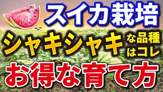 #1.【スイカの育て方】タネまき【シャキシャキおいしい品種はこれです】家庭菜園