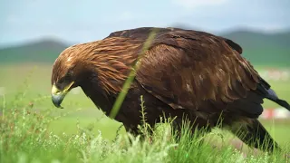 Ultimate Wild Animals Collection (4K UHD) Eagle   81147