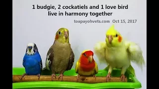 Budgie, love bird and cockatiels live in harmony in the apartment