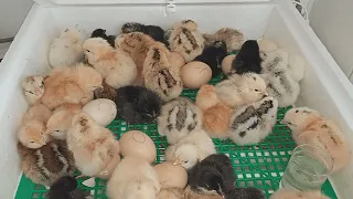 INCUBATION OF CHICKEN EGGS! MY INCUBATION MODE! INCUBATION INSTRUCTIONS FOR BEGINNERS!