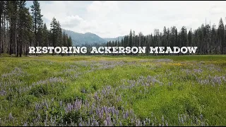 Ackerson Meadow Restoration
