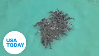 Whale pod strands itself on beach in Australia, killing more than half | USA TODAY