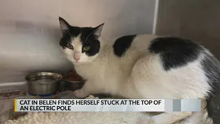 Cat in Belen stuck on electric pole for 3 days