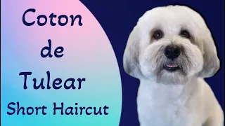 COTON de TULEAR in a short haircut! This is an easy maintenance haircut.