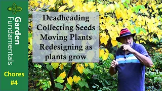 Chores #4 - Deadheading, Collecting Seeds, Caster beans, Joe pye weed, designing with shrubs