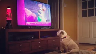 Bulldogs Adorable Reaction to The Secret Life of Pets