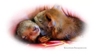 Трогательные белочки. Touching little squirrels