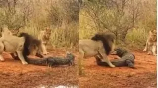 #Lions attack crocodile walking on land, #pull its leg.