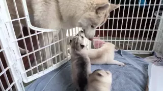 Husky Puppies meet their Dad (4K HD)