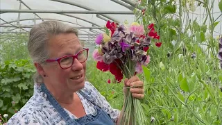 How to grow sweet peas: tips from a sweet pea flower farmer