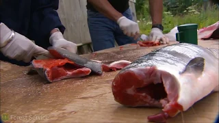 Living off the Land | Tongass National Forest, Alaska