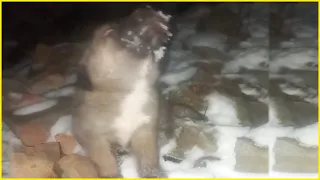 He howls loudly in the snow to get help for his brothers, who were too young to bear the cold