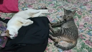 Suasana kucing-kucing kampung kampung adopsi  @Wiwitlesdiati