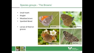 Identifying the butterflies of Scotland