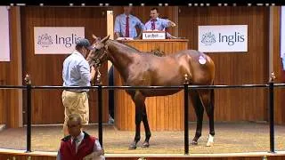 Equiano x Hidden Energy Colt - Lot 297 Inglis Premier Sale 2014