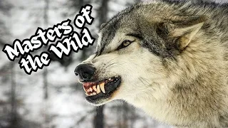 "Masters of the Wild: Top 10 Fascinating Wolves in Nature"