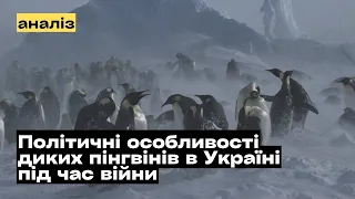 Політичні особливості диких пінгвінів в Україні під час війни @mukhachow