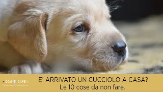 E' arrivato un cucciolo a casa? Le 10 cose da non fare.