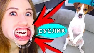 ПОПРОБУЙ СКАЗАТЬ КОМАНДЫ для СОБАКИ С РАЗОРВИ РОТ | Elli Di Pets