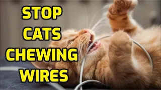 How To Prevent Cats From Chewing Cords And Cables