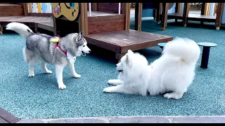 When an extreme introvert dog meets an extreme extrovert dog