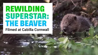 Beaver reintroduction for rewilding | Filmed at Cabilla Cornwall