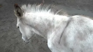 20220623 羽村市動物公園のロバ(エマ、フブキ)