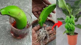 Grow banana tree from banana 🍌🍌🍌