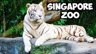 SINGAPORE ZOO I NUMBER 1 ZOO IN ASIA I HOME TO THE WHITE TIGER