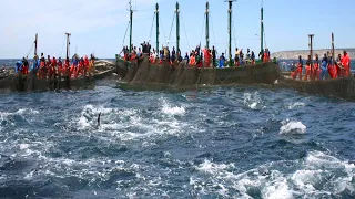 Havest Commercial Tuna Fishing on the Big Boat, Net Fishing Tuna on the Sea #02